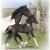 2008 Colt by Nico (Friesian / Dutch Warmblood)