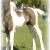 Echo's 2007 75% Friesian filly