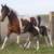 Full Saddlebred Daughter "Moonlight Jasmine" Owned by us as a broodmare and riding horse.  