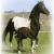 Rococo first Georgian Grande foal "Starlight's Echo" owned by us as a broodmare and riding horse. 