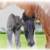 2005 Georgian Grande colt 