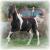 2008 Georgian Grande colt