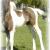 Echo's 2007 75% Friesian filly