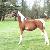 One of Page's full Saddlebred foals "showman". I recently received an e-mail from his owners, they reported that Page's babies  are phenomenal . They also have another of Page's foals Maximillian who is 16.2 and clears 5 foot with ease. 