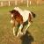 2006 Colt Lancelot, we have kept him for ourselves