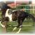 Rio's 2006 Georgian Grande filly, Trinity, we have her as a broodmare
