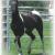 2007 Georgian Grande colt 