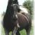 2007 Georgian Grande colt