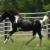 2007 Georgian Grande colt