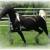 2007 Georgian Grande colt