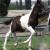 2008 Georgian Grande Colt