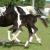 2009 Filly "Star Dancer"