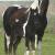 2009 Filly "Star Dancer"