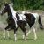 2009 Filly "Star Dancer"