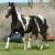 2009 Filly "Star Dancer"