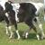 2009 Filly "Star Dancer"