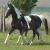2009 Filly "Star Dancer"