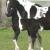 2009 Filly "Star Dancer"